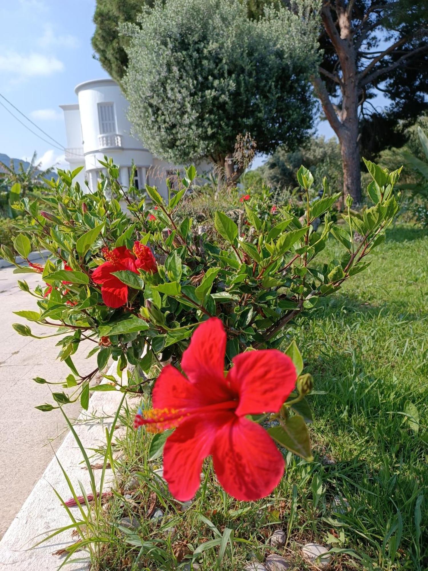 Tower Traditional Pool קרמסטי